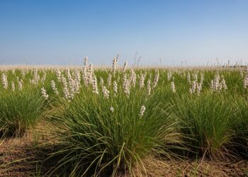 ракитовица